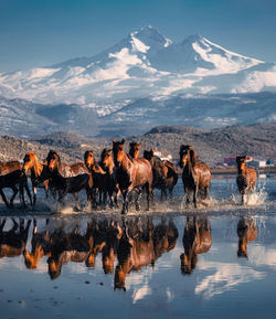 View of birds on lake against mountain range