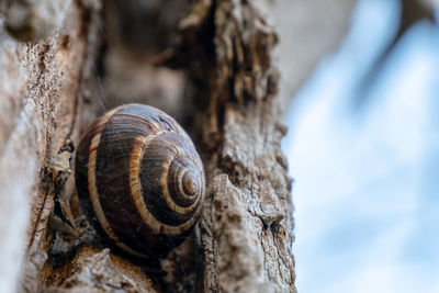 Close-up of snail shell on tree trunk