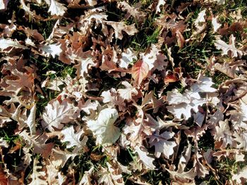 Full frame shot of leaves