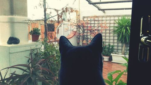 Cat sitting by plants