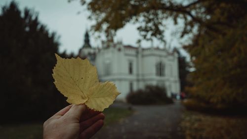 Person holding yellow leaves