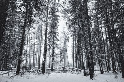 Pine trees in forest during winter