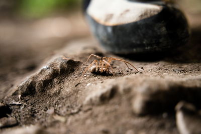 Close-up of insect on rock