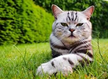 Portrait of tabby cat on field