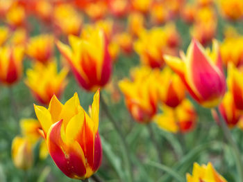 Close-up of orange flowers blooming outdoors