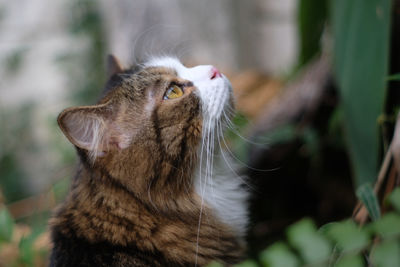 Close-up of a cat looking away