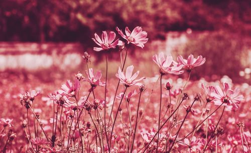 Close-up of pink flowering plants