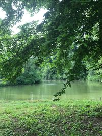 Scenic view of lake in forest