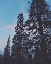 Low angle view of pine trees against sky during winter