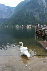 Swan swimming in lake