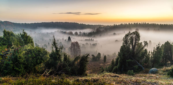 Panoramic shot of trees on landscape against sky