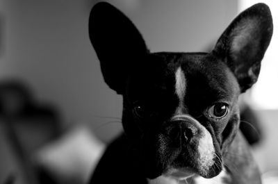 Close-up portrait of dog