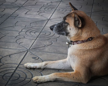 High angle view of dog sitting on floor