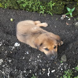 High angle view of dog lying down