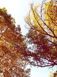 Low angle view of tree against sky