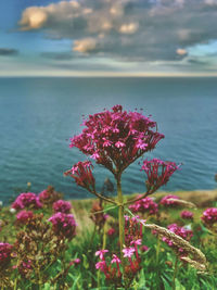 Close-up of pink flowering plant by sea against sky
