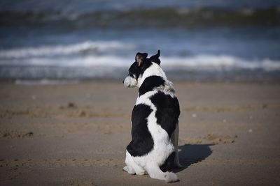 Full length of a cat on beach