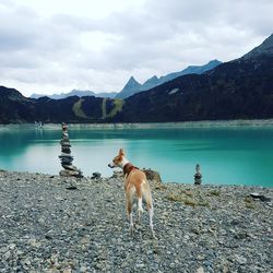 Dog standing in lake against mountain range