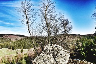 Bare trees on landscape against sky