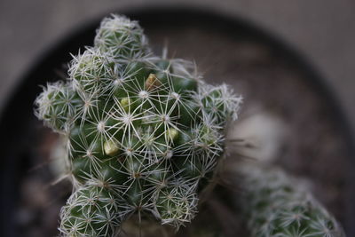 High angle view of cactus plant