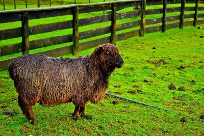 Dog standing on field