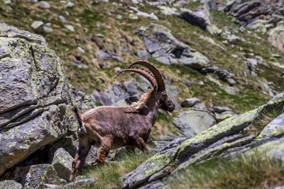 Ibex on field