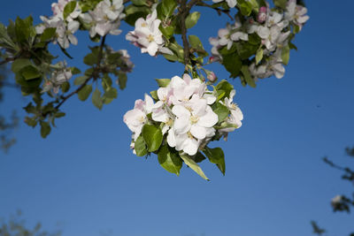 Close-up of apple blossoms in spring against sky
