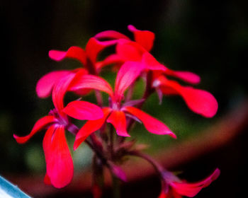 Close-up of pink flower blooming outdoors