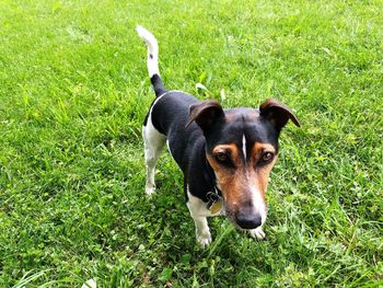 Portrait of a dog on field