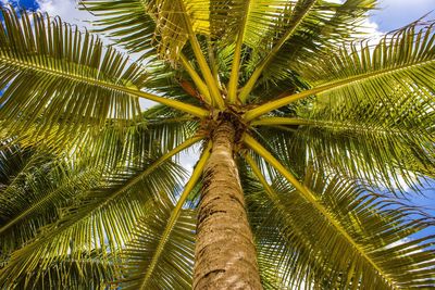 Low angle view of palm tree against sky