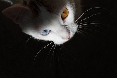 Close-up portrait of cat