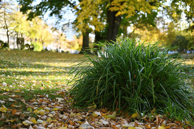 Close-up of plants growing in park during autumn
