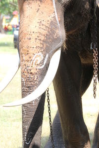 Close-up of elephant hanging against tree trunk