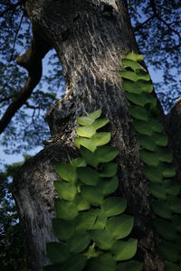 Low angle view of tree trunk