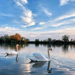 Swans swimming in lake