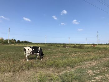 Cows standing in a field