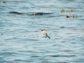 High angle view of sparrow perching on barbed wire fence against sea