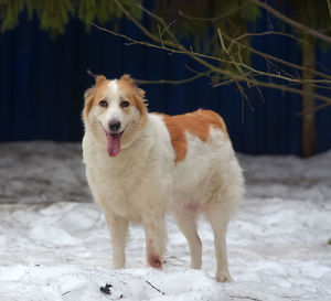 Portrait of dog standing on snow field