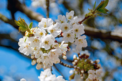 Close-up of white flowers on tree