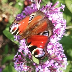 Close-up of butterfly pollinating on pink flower