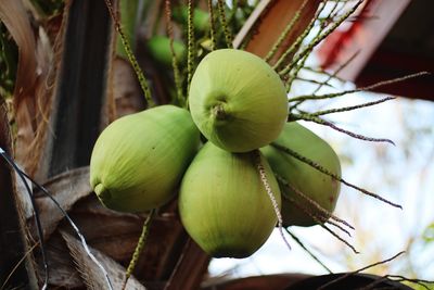 Close-up of fruits growing on tree