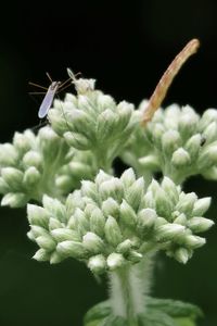 Close-up of insect on plant