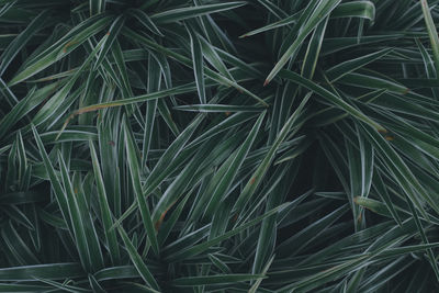 Full frame shot of bamboo plant