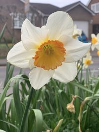Close-up of white flower