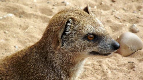 Close-up portrait of lion