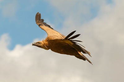 Low angle view of eagle flying against sky