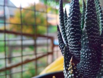 Close-up of leaf against blurred background