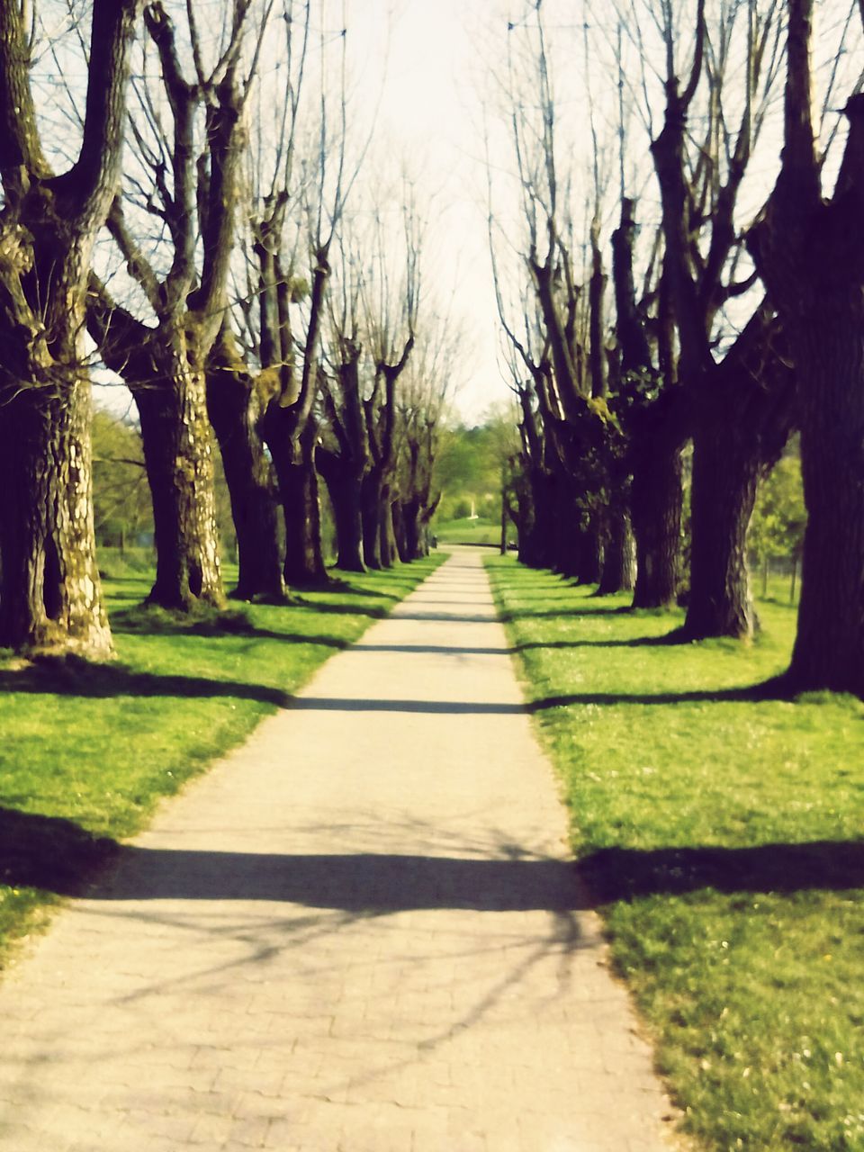 the way forward, tree, diminishing perspective, vanishing point, treelined, footpath, sunlight, tranquility, shadow, grass, tree trunk, narrow, empty, walkway, nature, long, growth, tranquil scene, branch, pathway