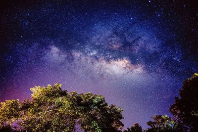 Low angle view of trees against star field