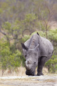 White rhinoceros standing on field